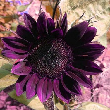 Fresh BELLFARM 40PCS Moulin Rouge Series Purple Black Sunflower Seeds