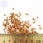 Fresh BELLFARM 10PCS Noel Gordon Geranium Seeds