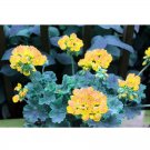 Fresh 10PCS Goden Years Appleblossom Geranium Flowers Seeds Yellow Orange Pelargonium