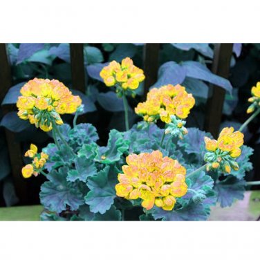 Fresh 10PCS Goden Years Appleblossom Geranium Flowers Seeds Yellow Orange Pelargonium