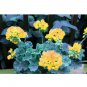 Fresh 10PCS Goden Years Appleblossom Geranium Flowers Seeds Yellow Orange Pelargonium