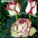Fresh 100PCS New Fire and Ice Rose Seeds
