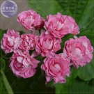 Fresh BELLFARM Geranium 10PCS Seeds apple bloom rosebud Pink Color big blooms s
