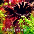 Fresh New Potted blue Cephalotus follicularis 100+ Seeds