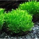 Fresh Mini Leaf Grass Water Aquatic Plants Seeds