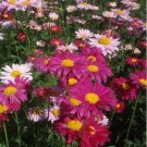 Fresh PYRETHRUM Daisy Flower Natural Mosquito Repellent Garden Home Seed (Color 1)