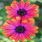 Fresh African Blue Eyed Daisy Seeds