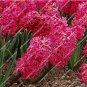 Fresh Hyacinthus Orientalis Seed (50 Seeds)