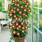 Fresh Climbing Gloxinia Seeds