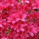 Fresh Sims Azalea Rhododendron Seeds