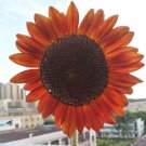 Fresh Sunset Rust Red Sunflowers F1 Seeds 30PCS