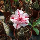 Fresh 16 Types Adenium Seeds Red White Red Stripe Double Single Desert Rose