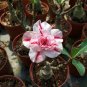 Fresh 16 Types Adenium Seeds Red White Red Stripe Double Single Desert Rose
