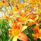 Fresh Beautiful Day Lily Flower Orange Seeds