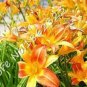 Fresh Beautiful Day Lily Flower Orange Seeds