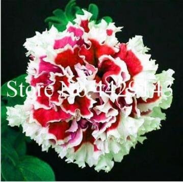Fresh Rare Color Petunia Seeds
