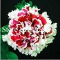 Fresh Rare Color Petunia Seeds