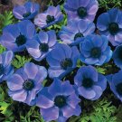 Fresh Anemone coronaria Mr Fokker Bombillas/cormos Seeds