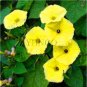 Fresh Beautiful Morning Glory Seeds Yellow Flowers