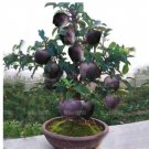 Fresh Black Diamond Apple Tree s Dwarf Apple Seed Perennial Fruit s