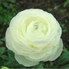 Fresh Ranunculus Double Buttercup Ranunculus Flower Seeds Double White Flowers