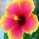 Fresh Hibiscus Seed ROSA SINENSIS Flower Seeds Rose Red Big Flowers Gold Edge