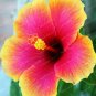 Fresh Hibiscus Seed ROSA SINENSIS Flower Seeds Rose Red Big Flowers Gold Edge
