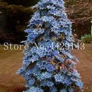 Fresh Clematis Seed Flower Clematis Vines Seed Flower Climbing ClematisPurify The Air