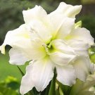 Fresh True Hippeastrum Bulbs Double White Flowers