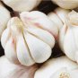 Fresh Garlic Seed Rare Healthy Vegetable Seed Organic Green Plant for Home Garden Pot