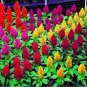 Fresh Cockscomb Celosia Cristata Beautiful Flower Seed Plant Home Garden Mixed