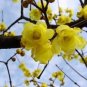 Fresh Wintersweet Chimonanthus Fragrans praecox Deciduous Shrub Seeds (Yellow)