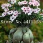 Fresh Adenium Obesum Seed Light Pink Flowers with Red Centre Compact