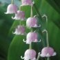 Fresh Lily of The Valley flower bulb bell orchid rich aroma Seed (Col:4)