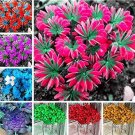 Fresh Oxalis Wood Sorrel Flower Mixed Oxalis Shamrock Clover Charming Flower Seed