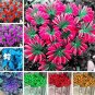 Fresh Oxalis Wood Sorrel Flower Mixed Oxalis Shamrock Clover Charming Flower Seed