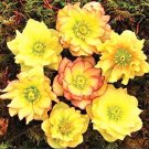 Fresh Helleborus Seed Winter Rose Flower Grow in Winter Flower Seed (Color: 11)