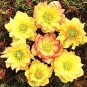 Fresh Helleborus Seed Winter Rose Flower Grow in Winter Flower Seed (Color: 11)