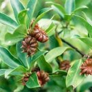 Fresh Star Anise Tree plants Illicium Verum Rare vegetable for Home garden Planting Seeds