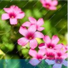 Fresh Oxalis versicolor flowers World s Flowers Garden home O.versicolor Flowers Seeds
