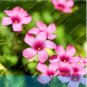 Fresh Oxalis versicolor flowers World s Flowers Garden home O.versicolor Flowers Seeds