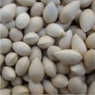 Fresh Ginkgo Seed Chinese Herb Valuable Tree s Fresh Super Big Zhong zi