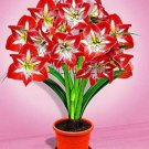 Fresh True amaryllis bulbs hippeastrum flowers bulbs SeedBarbados Lily gar (Color: 7)