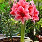 Fresh True amaryllis bulbs hippeastrum flowers bulbs SeedBarbados Lily gar (Color: 5)