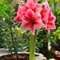 Fresh True amaryllis bulbs hippeastrum flowers bulbs SeedBarbados Lily gar (Color: 5)