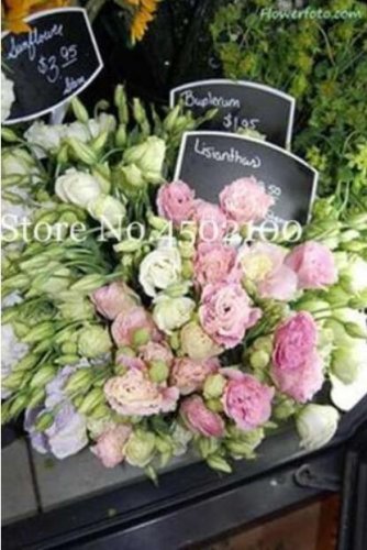 Fresh Colorful Eustoma Seed Flowers Seed LisianthusPot ers Purify Air (Color:12)