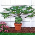 Fresh Dwarf hovey Papaya Seed fruit tree fruit papaya potted