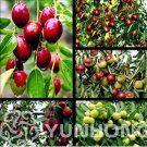 Fresh Red Jujube Seed Healthy Nutritious Fruit Seed Tree Plant Home Garden