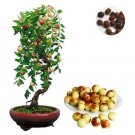 Fresh Jujube Seed Chinese Taiwan Big Jujube Seed Fruit Tree Seed Tropical Fruit Seed