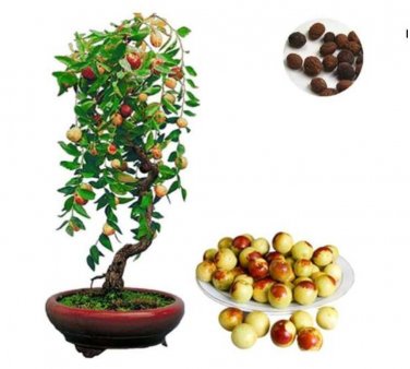 Fresh Jujube Seed Chinese Taiwan Big Jujube Seed Fruit Tree Seed Tropical Fruit Seed